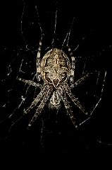 David Plant Photography - Wildlife Photography - Lariniodies cornutus - A